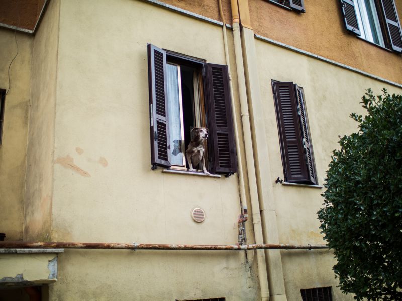 A dog looking outside a window 